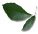 dito